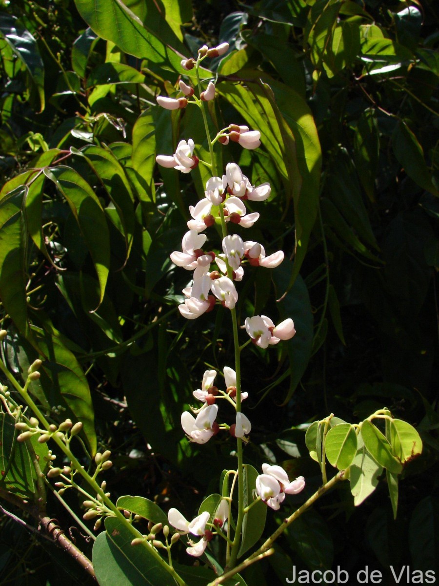 Derris trifoliata Lour.